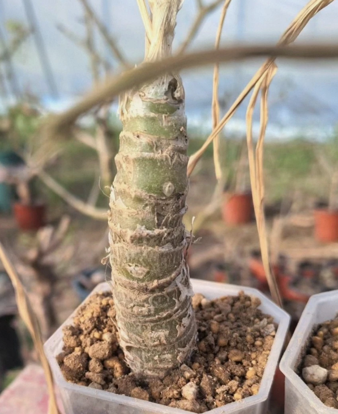 Trachyandra saltii 10 Pieces Seeds