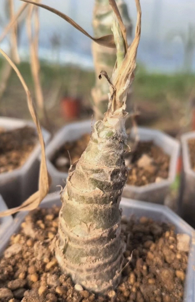 Trachyandra saltii 10 Pieces Seeds