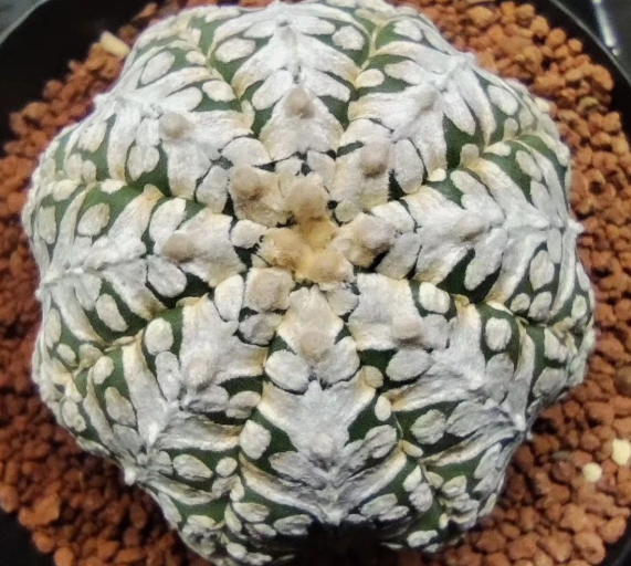 Astrophytum asterias 'Miracle' 10 Pieces Seeds