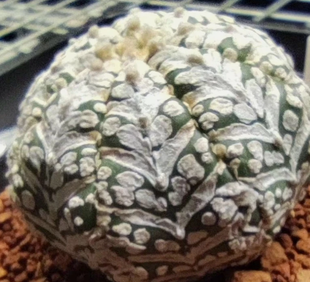 Astrophytum asterias 'Miracle' 10 Pieces Seeds