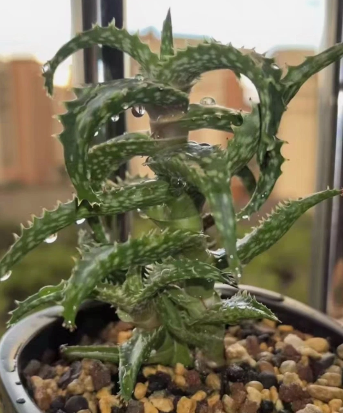 Aloe somaliensis 15 Pieces Seeds