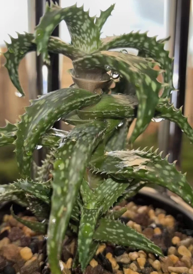 Aloe somaliensis 15 Pieces Seeds