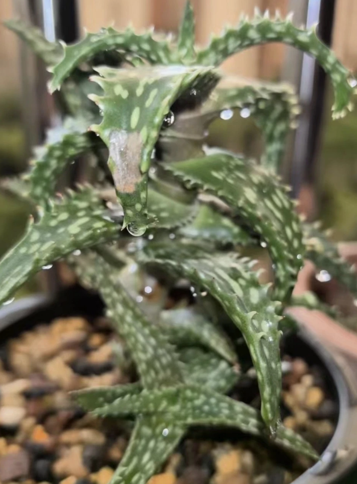 Aloe somaliensis 15 Pieces Seeds