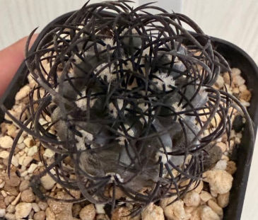 Copiapoa griseoviolacea 10 Pieces Seeds
