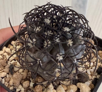 Copiapoa griseoviolacea 10 Pieces Seeds