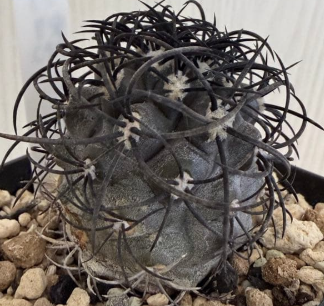 Copiapoa griseoviolacea 10 Pieces Seeds