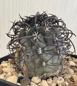 Copiapoa griseoviolacea 10 Pieces Seeds