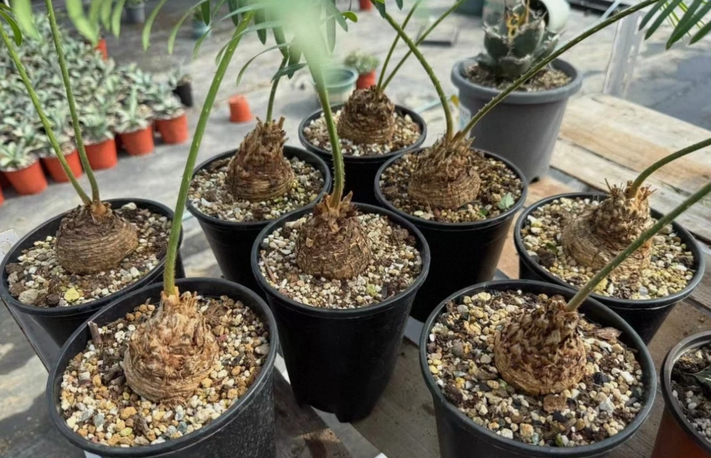 Cycas sp. "Silver" 3 Pieces Seeds