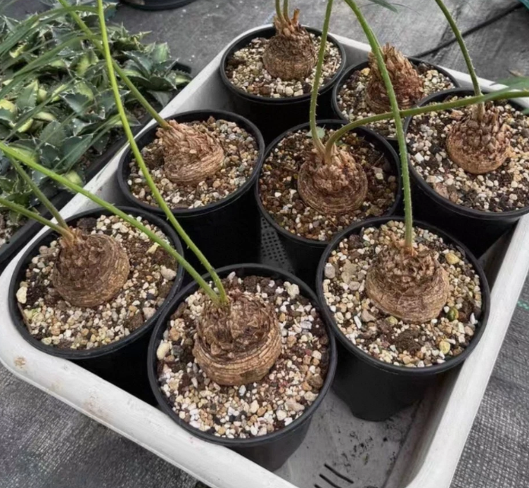 Cycas sp. "Silver" 3 Pieces Seeds
