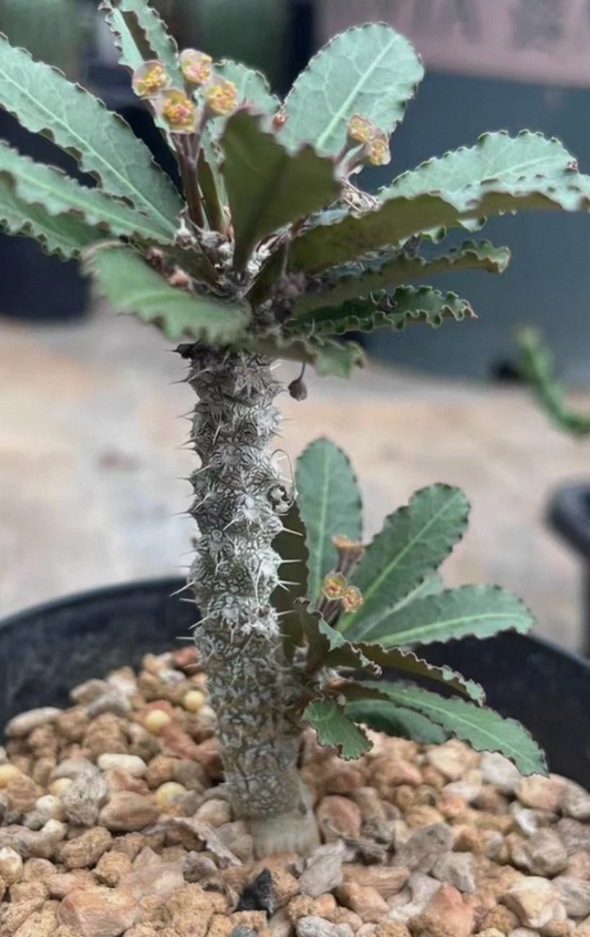Euphorbia parvicyathophora 5 Pieces Seeds