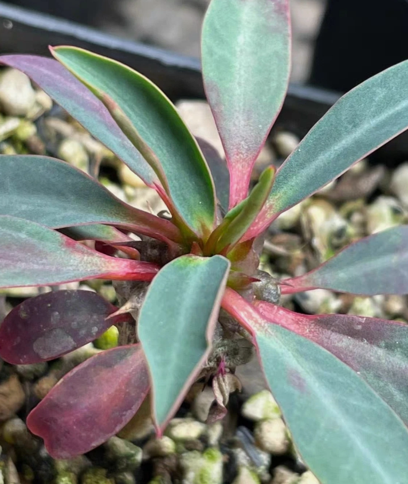 Euphorbia razafinjohanyi 5 Pieces Seeds