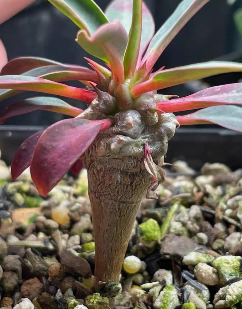 Euphorbia razafinjohanyi 5 Pieces Seeds