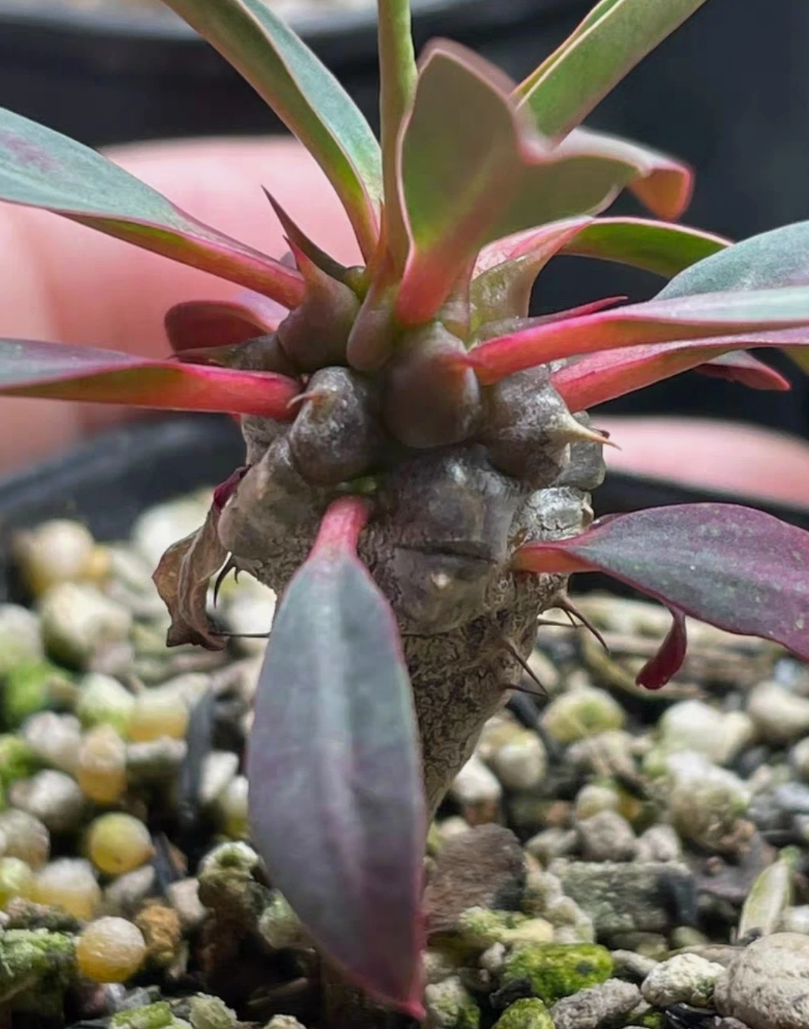Euphorbia razafinjohanyi 5 Pieces Seeds