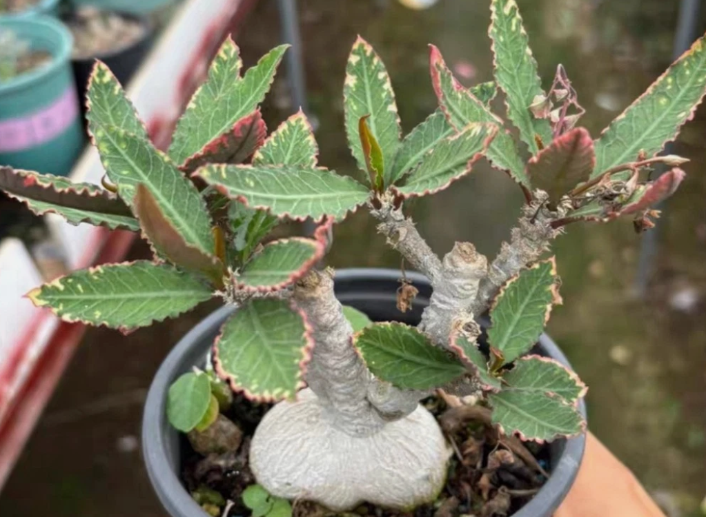 Euphorbia Waringiae 8 Pieces Seeds