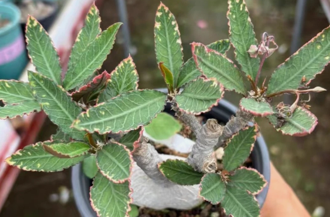 Euphorbia Waringiae 8 Pieces Seeds