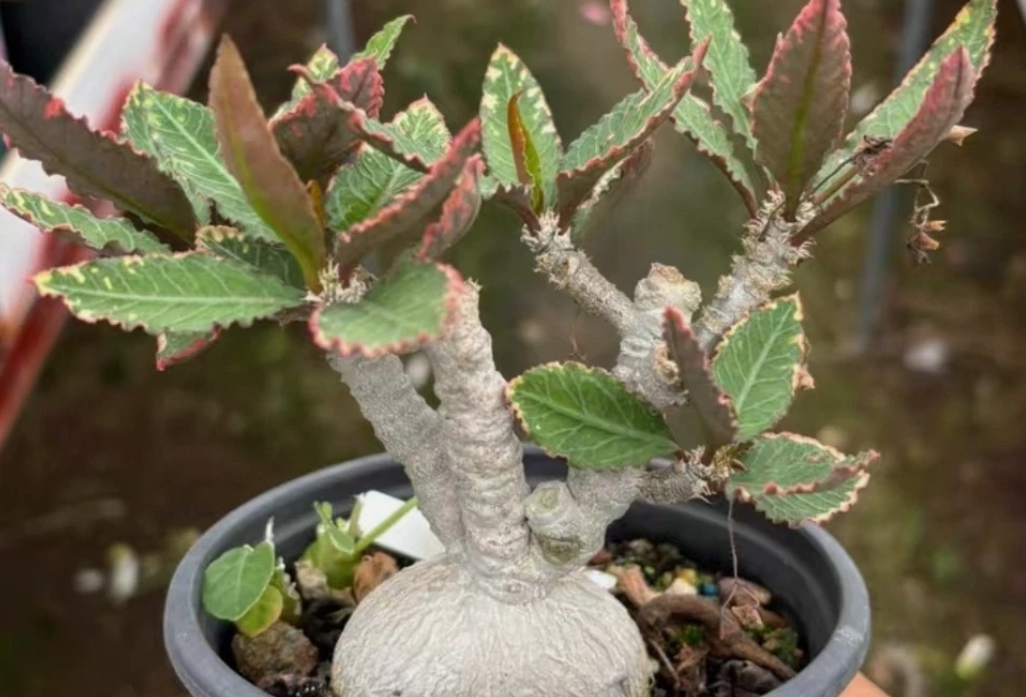 Euphorbia Waringiae 8 Pieces Seeds