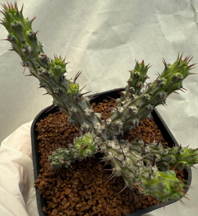 Euphorbia corniculata 7 Pieces Seeds