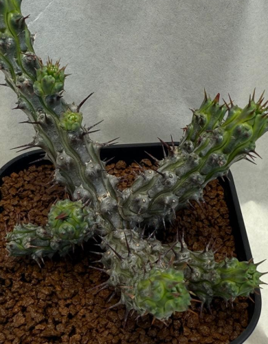 Euphorbia corniculata 7 Pieces Seeds
