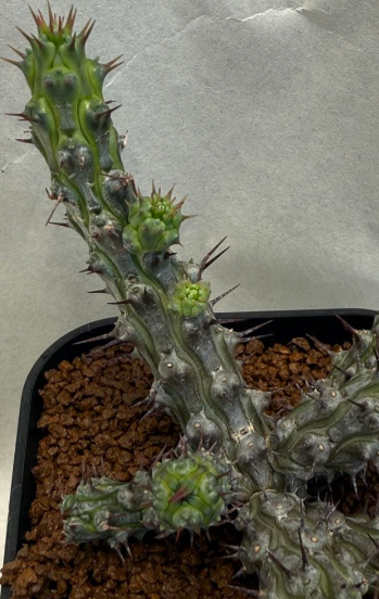Euphorbia corniculata 7 Pieces Seeds
