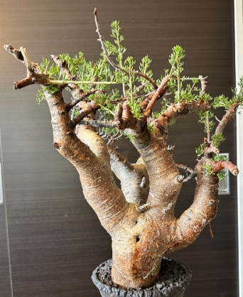 Commiphora cervifolia 10 Pieces Seeds