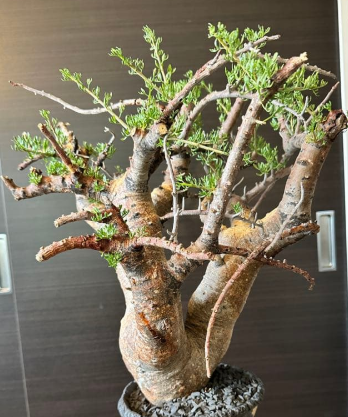 Commiphora cervifolia 10 Pieces Seeds