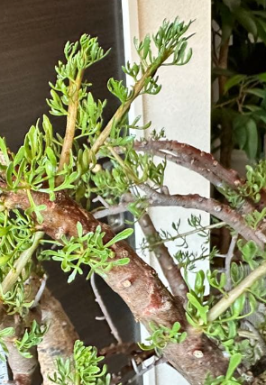 Commiphora cervifolia 10 Pieces Seeds