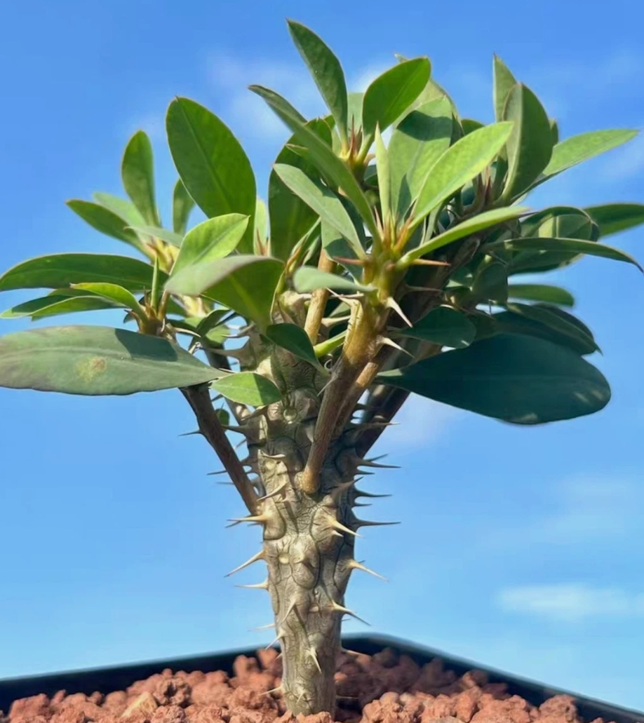 Euphorbia duranii 5 Pieces Seeds