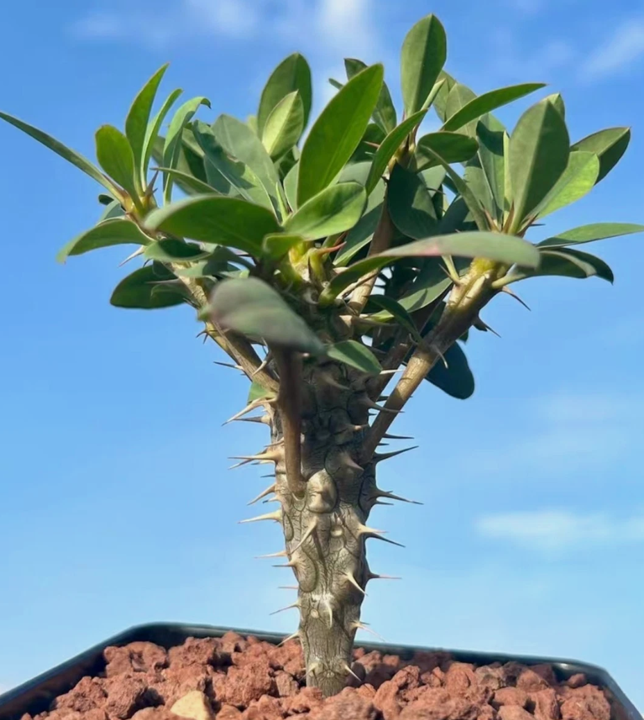 Euphorbia duranii 5 Pieces Seeds