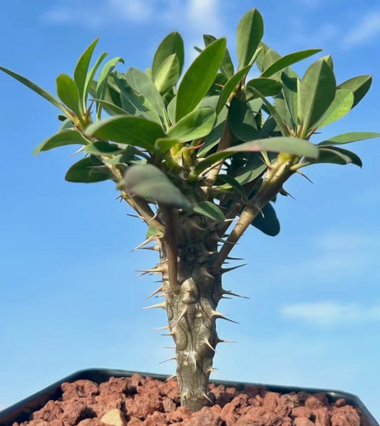 Euphorbia duranii 5 Pieces Seeds
