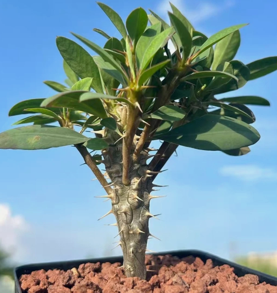 Euphorbia duranii 5 Pieces Seeds