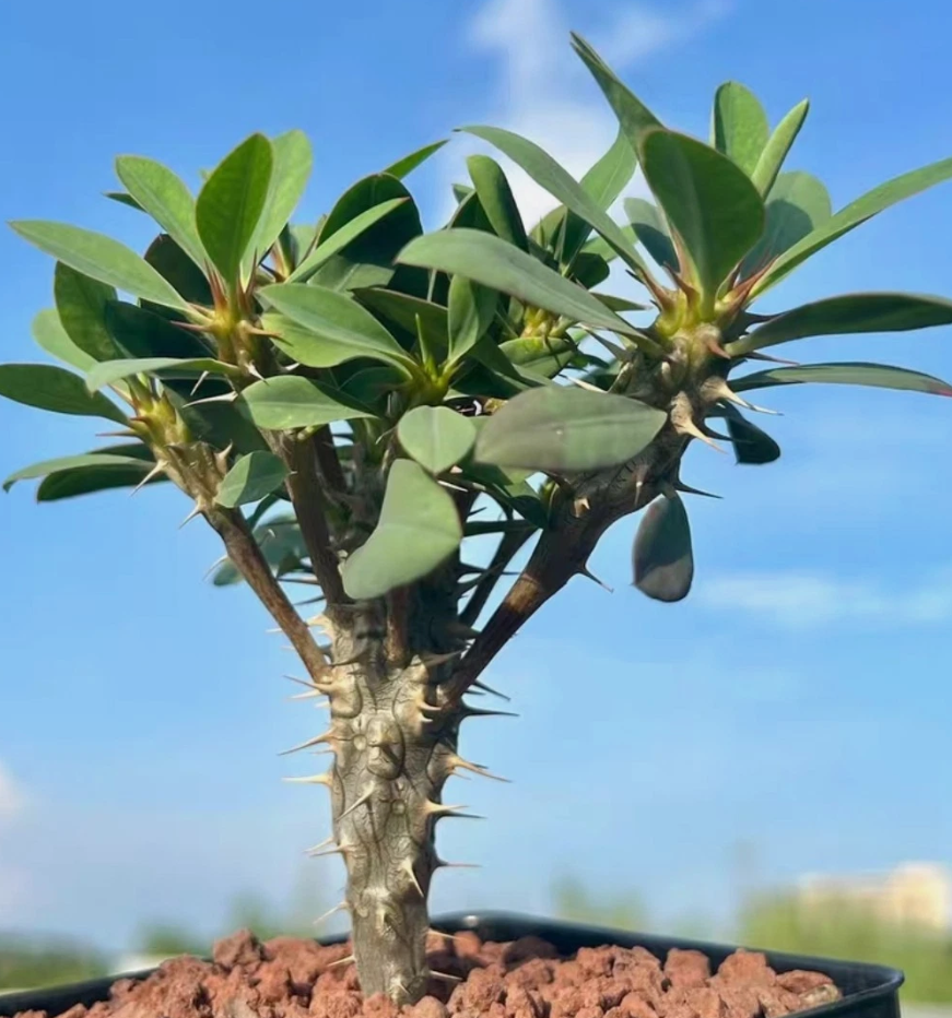 Euphorbia duranii 5 Pieces Seeds