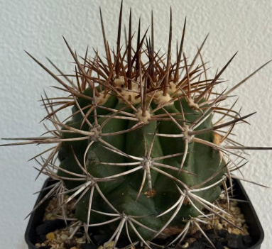 Copiapoa alticostata 10 Pieces Seeds