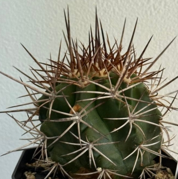 Copiapoa alticostata 10 Pieces Seeds