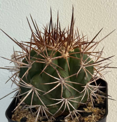 Copiapoa alticostata 10 Pieces Seeds