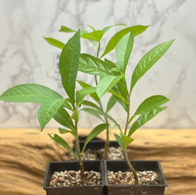 Adansonia digitata 10 Pieces Seeds