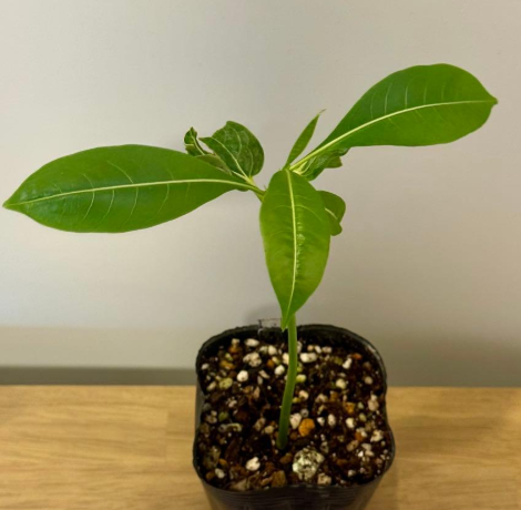 Adansonia madagascariensis 10 Pieces Seeds