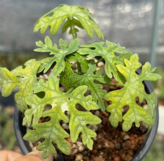 Adenia Metamorpha 6 Pieces Seeds