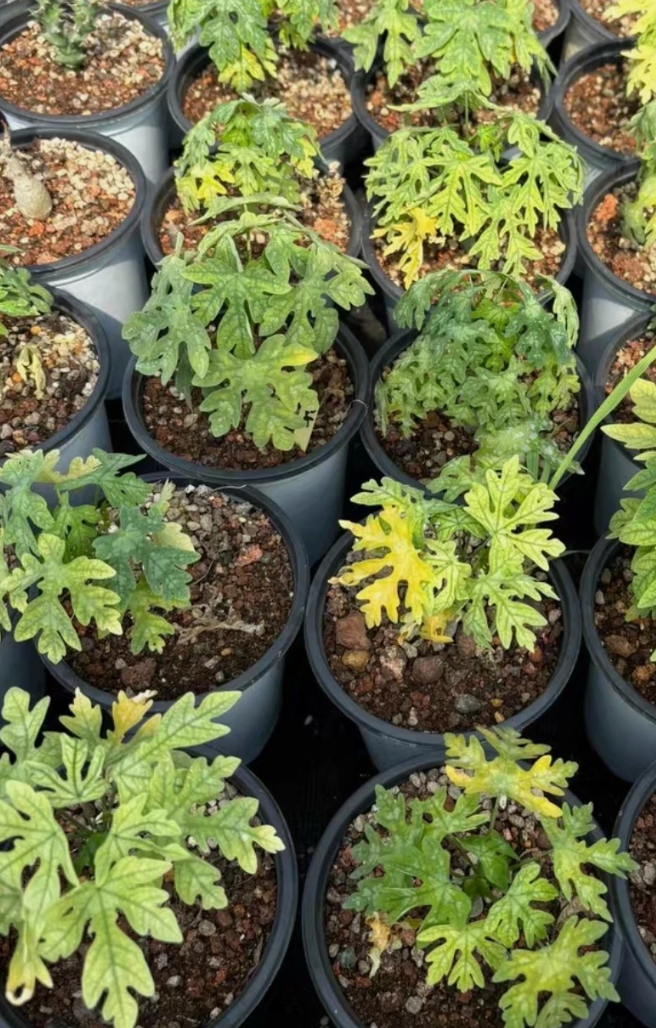 Adenia Metamorpha 6 Pieces Seeds