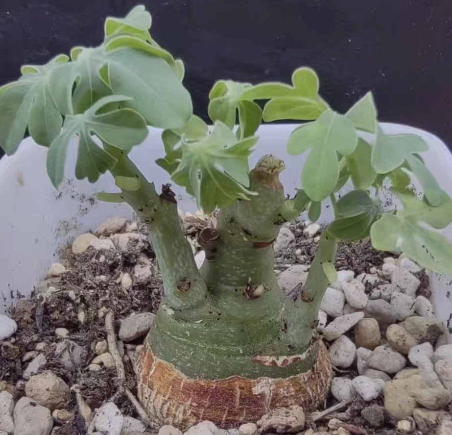 Adenia glauca 4 Pieces Seeds