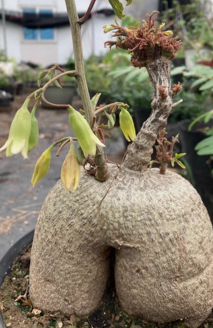 Adenia sp .nova digitata 8 Pieces Seeds