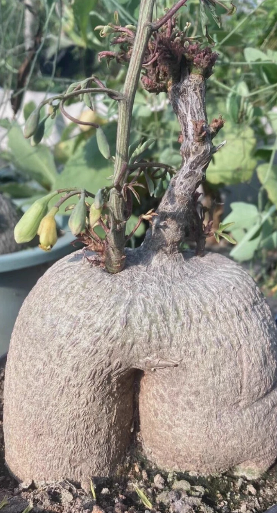 Adenia sp .nova digitata 8 Pieces Seeds