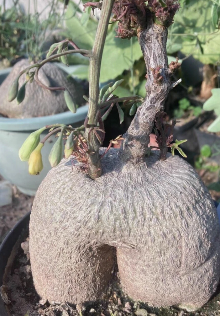 Adenia sp .nova digitata 8 Pieces Seeds