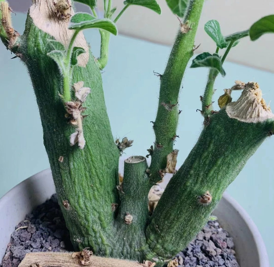 Adenia Keramanthus 7 Pieces Seeds