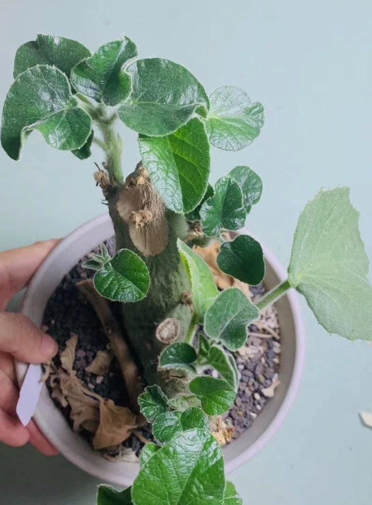 Adenia Keramanthus 7 Pieces Seeds