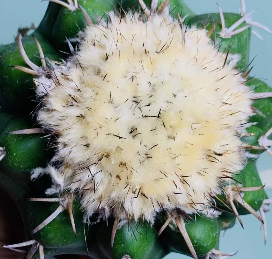 Discocactus ferricola 10 Pieces Seeds