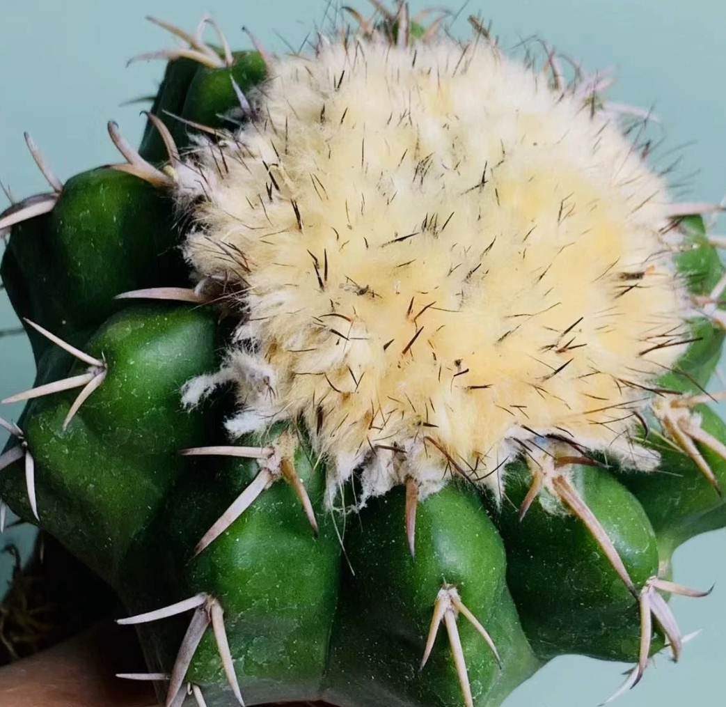 Discocactus ferricola 10 Pieces Seeds