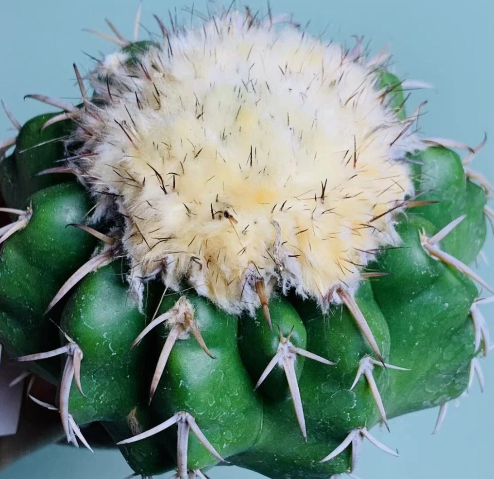 Discocactus ferricola 10 Pieces Seeds