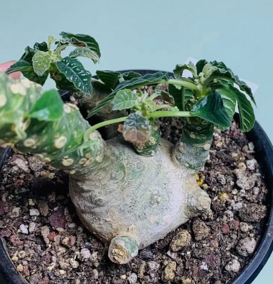 Dorstenia Elata 5 Pieces Seeds