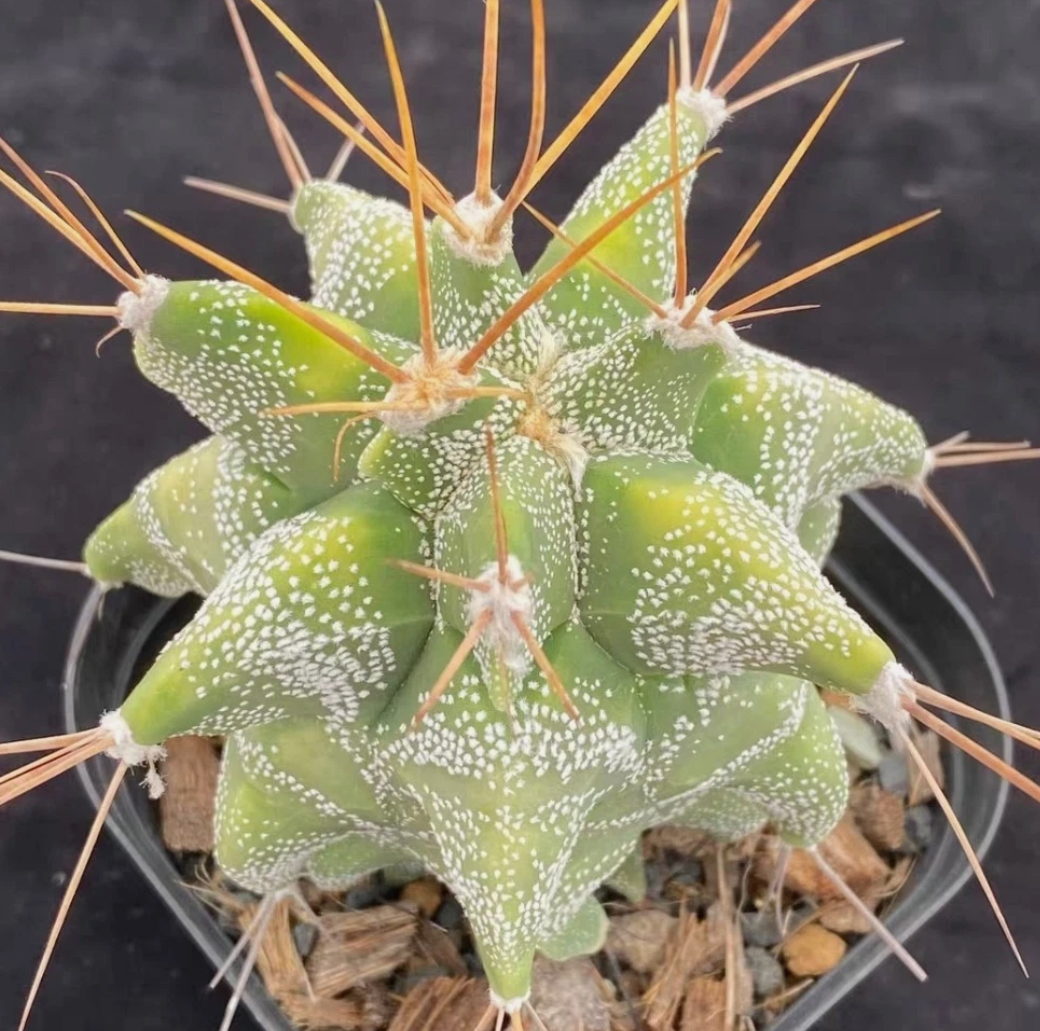 Astrophytum Ornatum 'Kikko' 10 Pieces Seeds