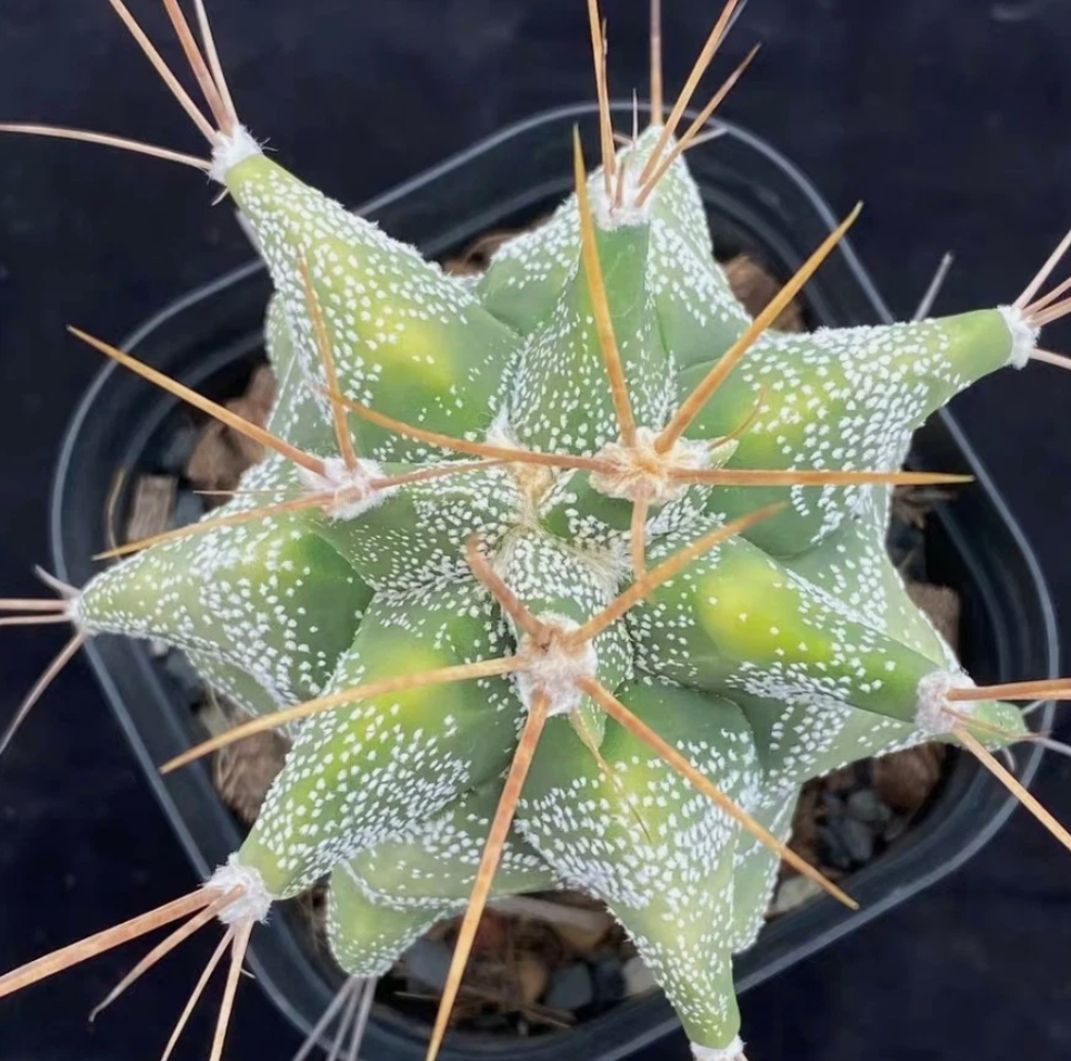 Astrophytum Ornatum 'Kikko' 10 Pieces Seeds